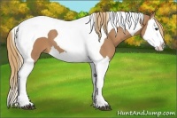 Horse Color:Chestnut Splash Tobiano 