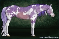 Horse Color:Watercolor White Spotted Bay Splash 