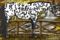 Horse Color:Black Near Leopard 