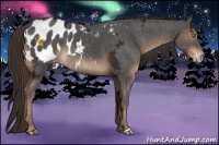 Horse Color:Liver Chestnut Ice Appaloosa 