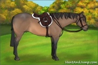 Horse Color:Buckskin Roan 