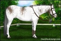 Horse Color:White Spotted Brown Dun 