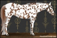 Horse Color:Chestnut Appaloosa 