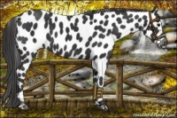Horse Color:Black Appaloosa 