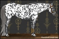 Horse Color:Black Near Leopard 