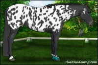 Horse Color:Black Near Leopard 