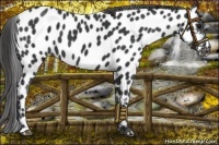 Horse Color:Black Appaloosa Rabicano 