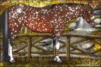 Horse Color:Bay Appaloosa 
