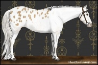 Horse Color:Palomino Sabino Blanket 