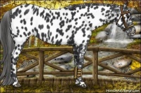 Horse Color:Black Near Leopard 