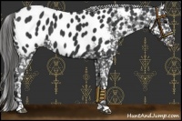 Horse Color:Black Near Leopard