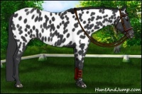 Horse Color:Black Appaloosa Rabicano 