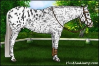 Horse Color:Smoky Black Appaloosa 