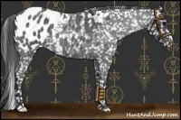 Horse Color:Blue Roan Appaloosa 