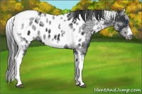 Horse Color:White Spotted Black Splash Tobiano Frame Near Leopard 