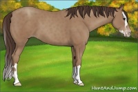 Horse Color:Classic Champagne Sabino Splash 