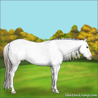 Horse Color:Liver Chestnut Splash Frame Varnish 