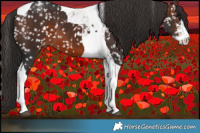 Horse Color:Brown Sabino Tobiano Snowflake Varnish