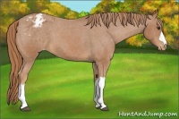 Horse Color:Chestnut Appaloosa