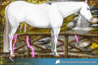 Horse Color:Brown Splash Appaloosa 