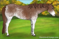 Horse Color:White Spotted Chestnut