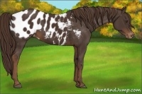 Horse Color:Liver Chestnut Appaloosa