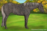 Horse Color:Black and Silver Black