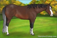 Horse Color:Bay Splash 