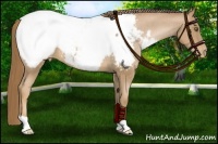 Horse Color:Liver Chestnut Pearl Appaloosa 