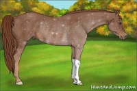 Horse Color:Chestnut Rabicano 