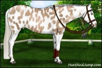 Horse Color:Liver Chestnut Pearl Appaloosa 