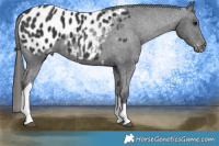 Horse Color:Black Tobiano Appaloosa 