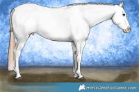 Horse Color:Black Tobiano Appaloosa 