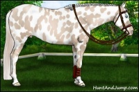 Horse Color:Chocolate Palomino Pearl Near Leopard 