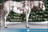 Horse Color:Chocolate Brown Sabino 