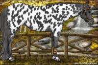 Horse Color:Black Near Leopard 