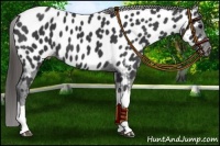Horse Color:Black Appaloosa