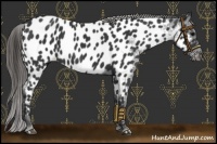 Horse Color:Black Near Leopard Rabicano 