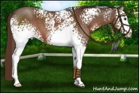 Horse Color:White Spotted Liver Chestnut Sabino 