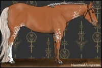 Horse Color:White Spotted Silver Bay Rabicano