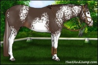 Horse Color:White Spotted Liver Chestnut