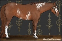 Horse Color:White Spotted Chestnut 