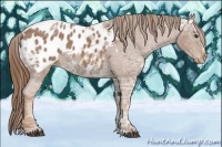 Horse Color:Chestnut Ice Sabino Appaloosa 