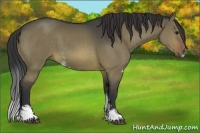 Horse Color:Brown Dun Sabino