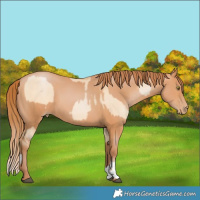 Horse Color:Chocolate Bay Pearl Dun Tobiano and Chocolate Bay Pearl