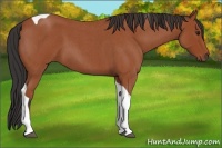 Horse Color:Bay Roan Tobiano