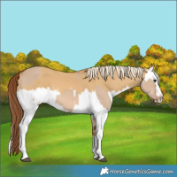 Horse Color:Red Dun Splash and Palomino Dun Splash