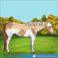 Horse Color:Red Dun Splash  and Palomino Dun Splash 