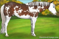 Horse Color:White Spotted Silver Brown Splash 