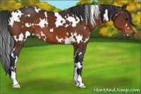 Horse Color:White Spotted Bay 